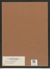 Melosira sulcata var. hexagona Grun. (de-Toni-Nr.: Genus 213, Species 5403) Zeichnungen Sammlung Grunow Mappe 05150 (Herbarium_W_Grunow_drawings_Folder_05150)
